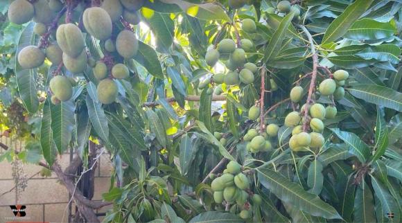 Khu vườn trái cây 1.200 m2 của danh hài Vân Sơn tại Mỹ-5