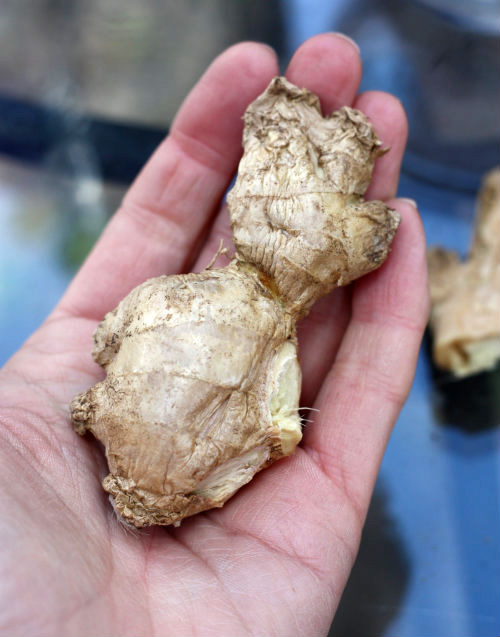 Đừng cất gừng vào tủ lạnh nữa, mẹo nhỏ này sẽ giúp bạn có thể giữ gừng tươi cả năm trời!-2