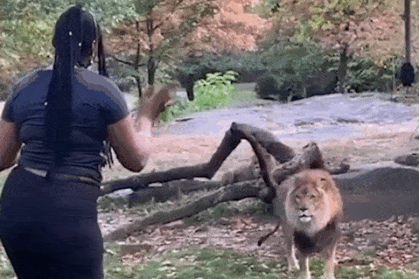 Clip: Sư tử dùng răng mở tung cửa ô tô khiến du khách thất kinh-1