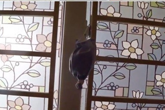 Treo túi này ở cửa sổ vào ngày mưa, đảm bảo đàn muỗi 