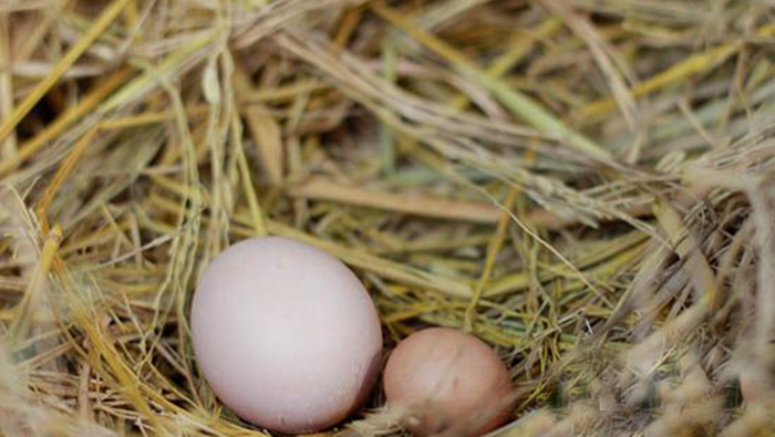 Trứng gà so thả đồi tối ngủ trên cây, bé bằng ngón chân cái nhưng giá cao hơn trứng thường, khách vẫn tranh nhau mua về ăn thử-1