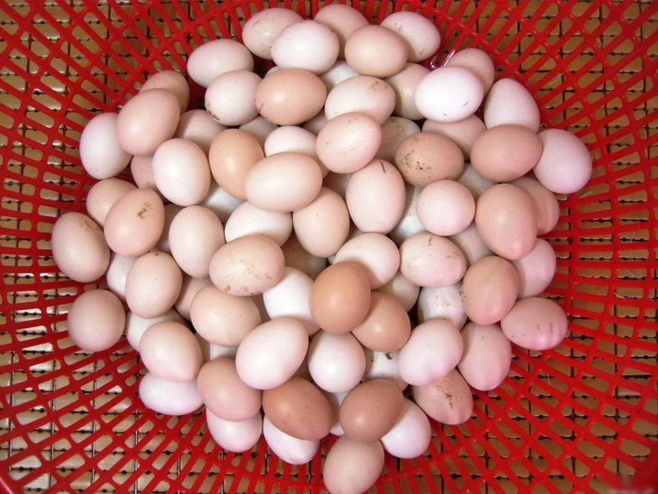Trứng gà so thả đồi tối ngủ trên cây, bé bằng ngón chân cái nhưng giá cao hơn trứng thường, khách vẫn tranh nhau mua về ăn thử-4