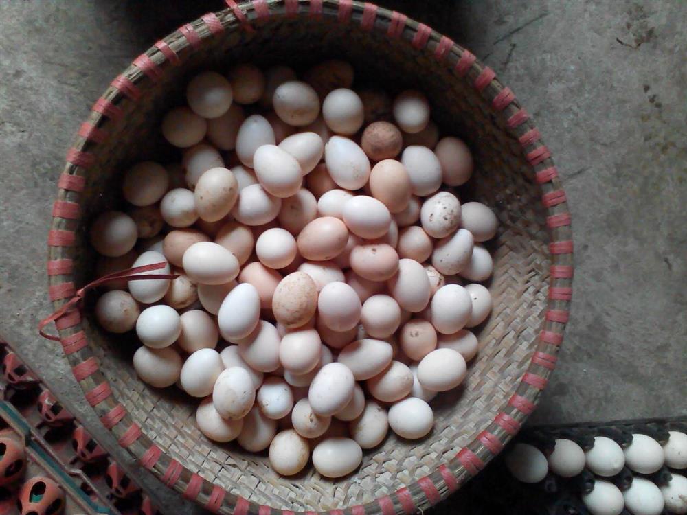 Trứng gà so thả đồi tối ngủ trên cây, bé bằng ngón chân cái nhưng giá cao hơn trứng thường, khách vẫn tranh nhau mua về ăn thử-2