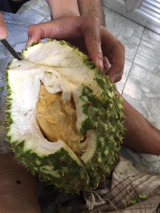 Khi quả sầu riêng chưa kịp chín đã bị làm thịt, suýt rơi nước mắt với kết quả-1