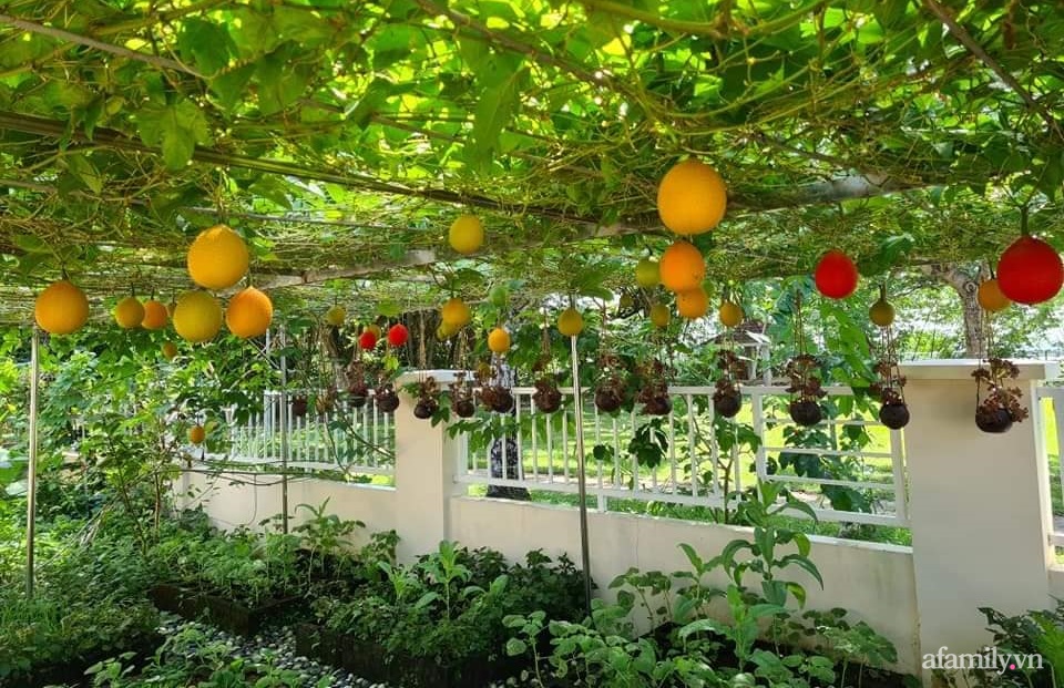 Vườn rau chống dịch không thiếu thứ gì lại còn được quy hoạch siêu đẹp của mẹ Việt ở Malaysia-1