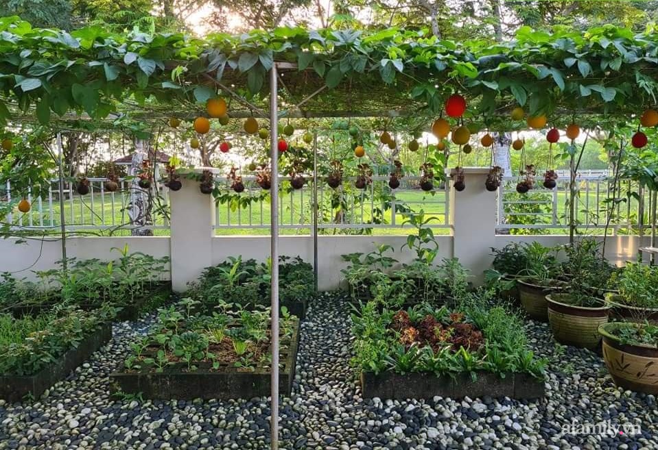 Vườn rau chống dịch không thiếu thứ gì lại còn được quy hoạch siêu đẹp của mẹ Việt ở Malaysia-2