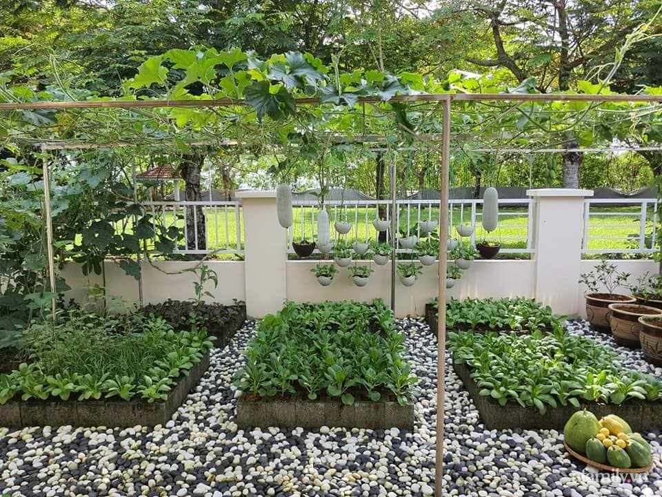 Vườn rau chống dịch không thiếu thứ gì lại còn được quy hoạch siêu đẹp của mẹ Việt ở Malaysia-3