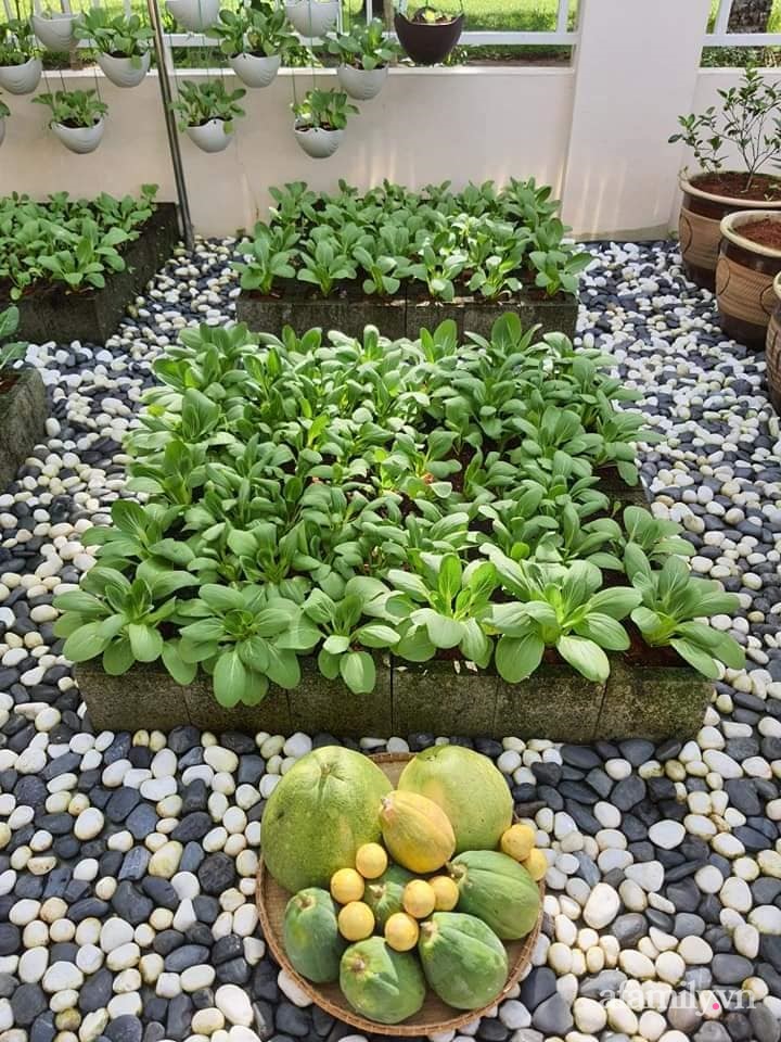 Vườn rau chống dịch không thiếu thứ gì lại còn được quy hoạch siêu đẹp của mẹ Việt ở Malaysia-4