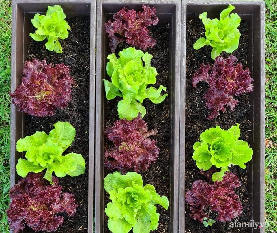 Vườn rau chống dịch không thiếu thứ gì lại còn được quy hoạch siêu đẹp của mẹ Việt ở Malaysia-7