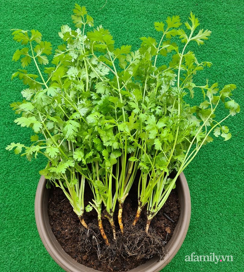 Vườn rau chống dịch không thiếu thứ gì lại còn được quy hoạch siêu đẹp của mẹ Việt ở Malaysia-8