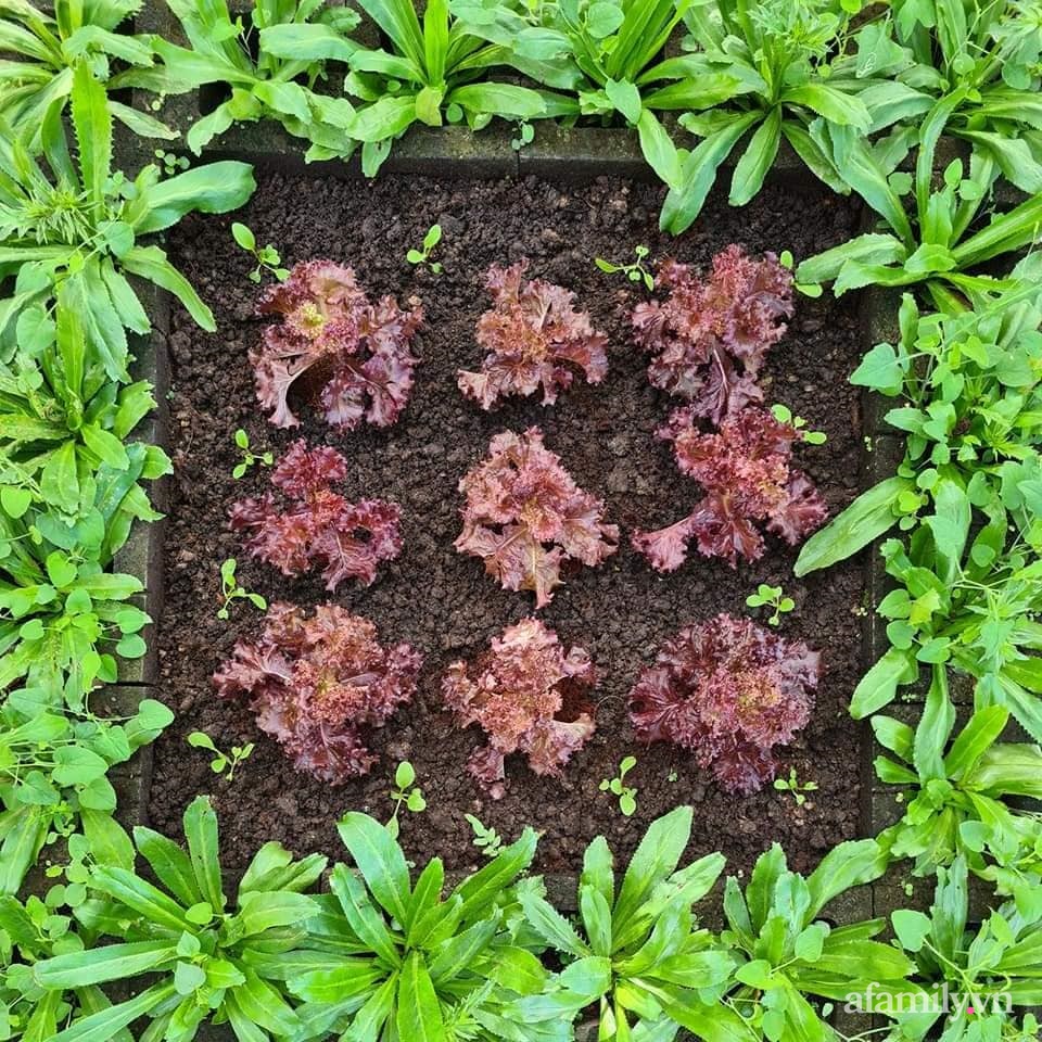 Vườn rau chống dịch không thiếu thứ gì lại còn được quy hoạch siêu đẹp của mẹ Việt ở Malaysia-10