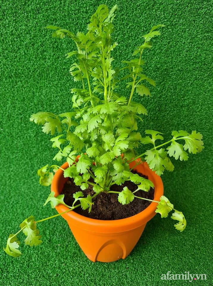 Vườn rau chống dịch không thiếu thứ gì lại còn được quy hoạch siêu đẹp của mẹ Việt ở Malaysia-12