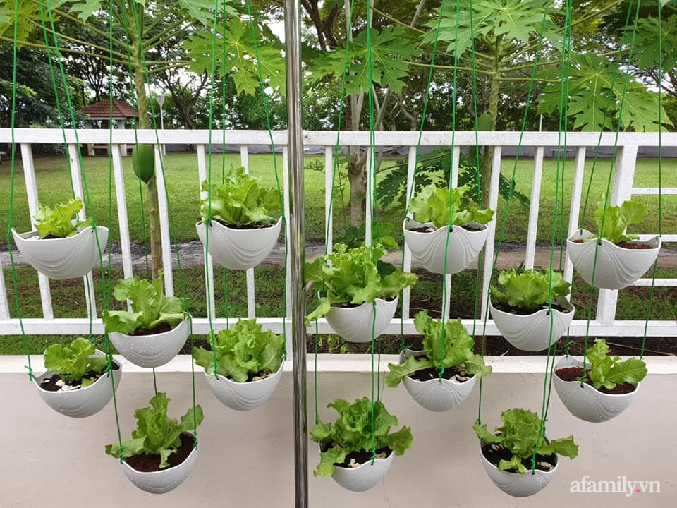 Vườn rau chống dịch không thiếu thứ gì lại còn được quy hoạch siêu đẹp của mẹ Việt ở Malaysia-14