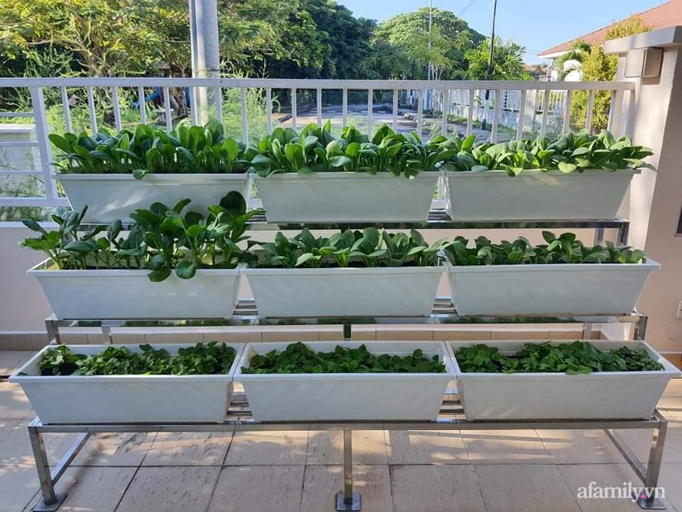 Vườn rau chống dịch không thiếu thứ gì lại còn được quy hoạch siêu đẹp của mẹ Việt ở Malaysia-16