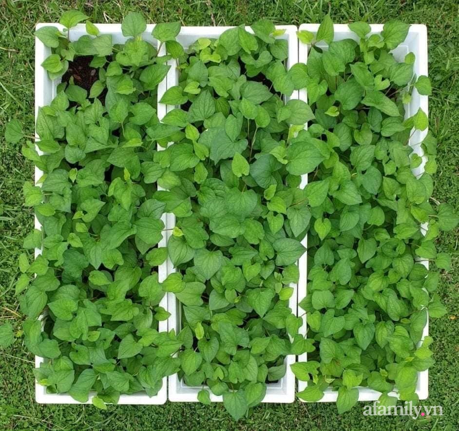 Vườn rau chống dịch không thiếu thứ gì lại còn được quy hoạch siêu đẹp của mẹ Việt ở Malaysia-17