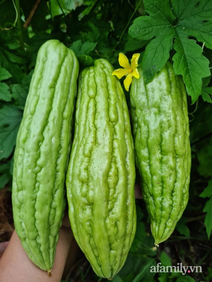 Vườn rau chống dịch không thiếu thứ gì lại còn được quy hoạch siêu đẹp của mẹ Việt ở Malaysia-18