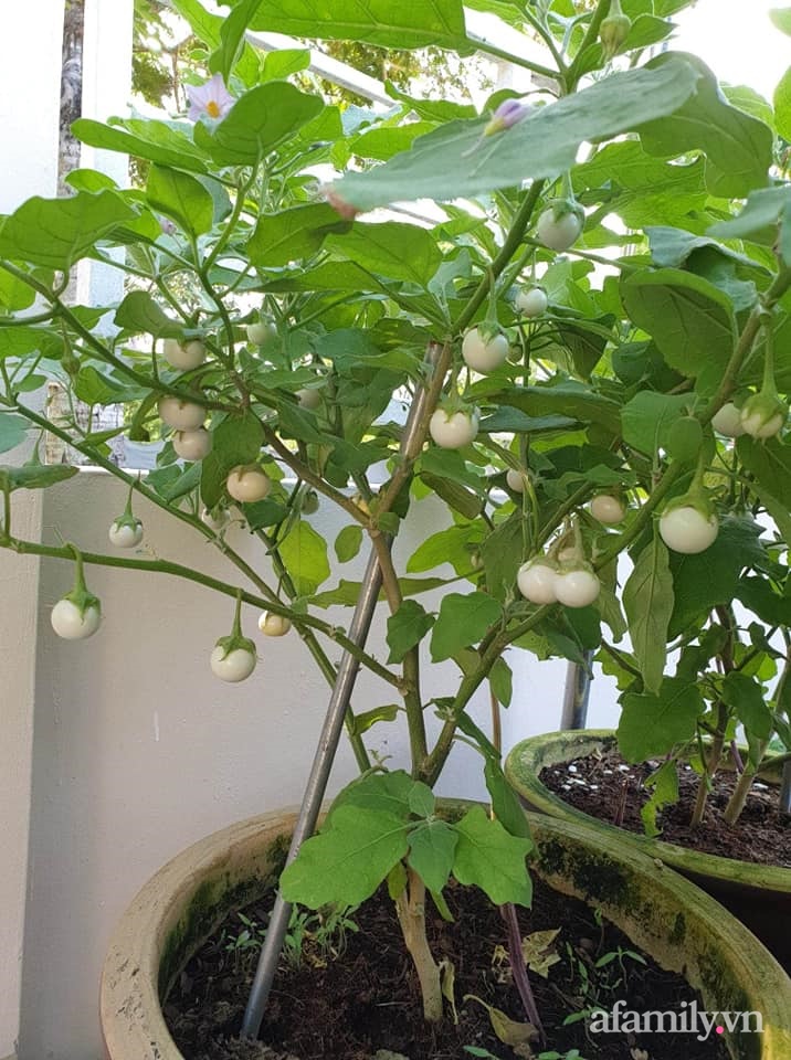 Vườn rau chống dịch không thiếu thứ gì lại còn được quy hoạch siêu đẹp của mẹ Việt ở Malaysia-19