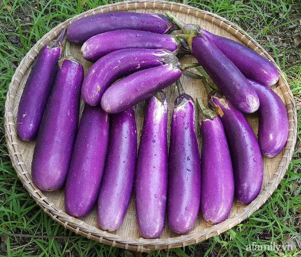 Vườn rau chống dịch không thiếu thứ gì lại còn được quy hoạch siêu đẹp của mẹ Việt ở Malaysia-20