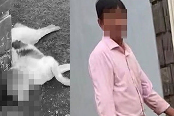 Thèm ăn vụng nhưng thịt trên bàn cao, chú chó lùn có pha tính kế vượt khó cực thông minh khiến dân tình phải trầm trồ-5