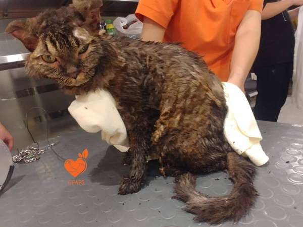 Dilo - the cat that was burned alive by his owner is recovering well every day-2