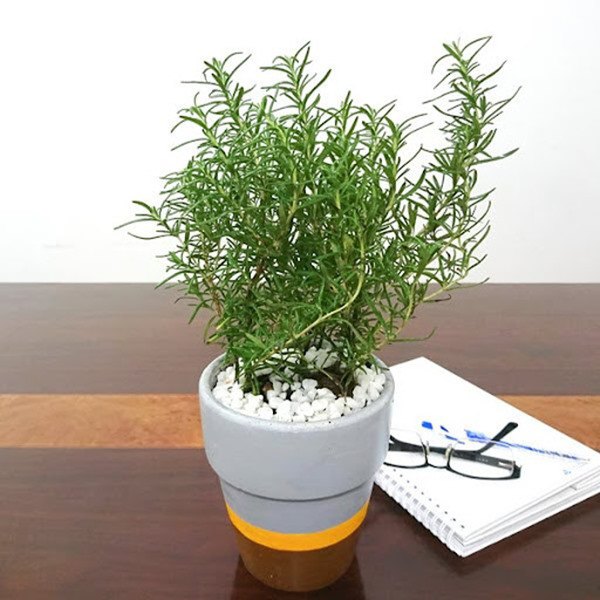 4 loại cây mệnh danh máy lọc không khí, thích hợp đặt trong phòng ngủ nhất-3