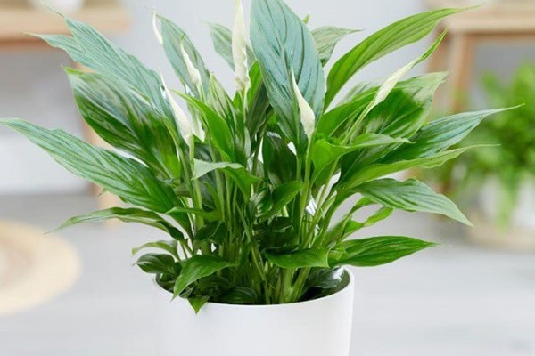 Rũ bỏ thiết kế lối mòn, đưa khoảng sân ra phía sau, đây là ngôi nhà Việt tiêu tốn quá nhiều chất xám cho phần thiết kế-29