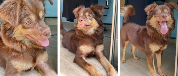 Có vô số điều khó hiểu mà chỉ những người xem chó mèo là con cái mới có thể làm được!-3