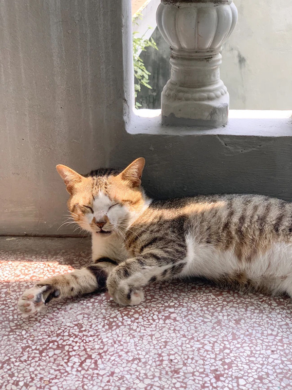 Có vô số điều khó hiểu mà chỉ những người xem chó mèo là con cái mới có thể làm được!-8