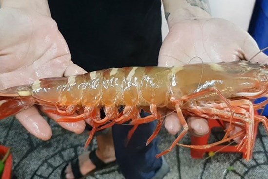 Đắt đỏ loại tôm sú biển khổng lồ, giá gần 1 triệu đồng/kg mà người mua phải 
