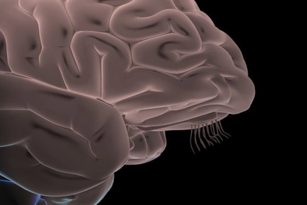 Phát hiện mới về tác động của Covid-19 tới não người-1