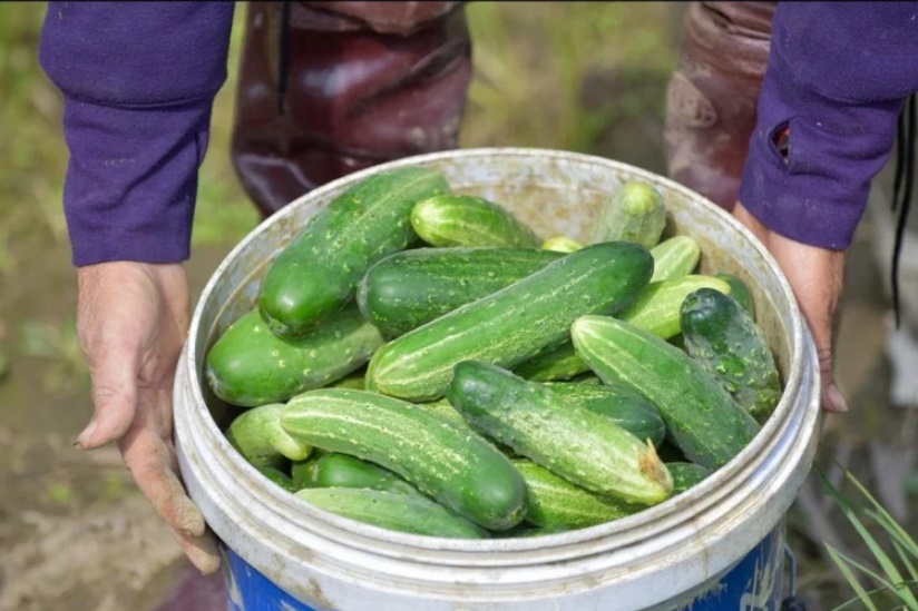 Người bán dưa sẽ không cho bạn biết: Mua dưa chuột nên chọn quả cong hay thẳng?-2