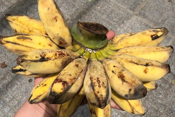 Loại chuối kỳ lạ: Luộc, nướng ăn thơm lừng khiến chị em thích mê-1