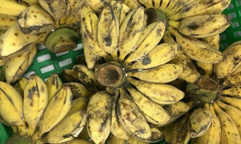 Loại chuối kỳ lạ: Luộc, nướng ăn thơm lừng khiến chị em thích mê-3