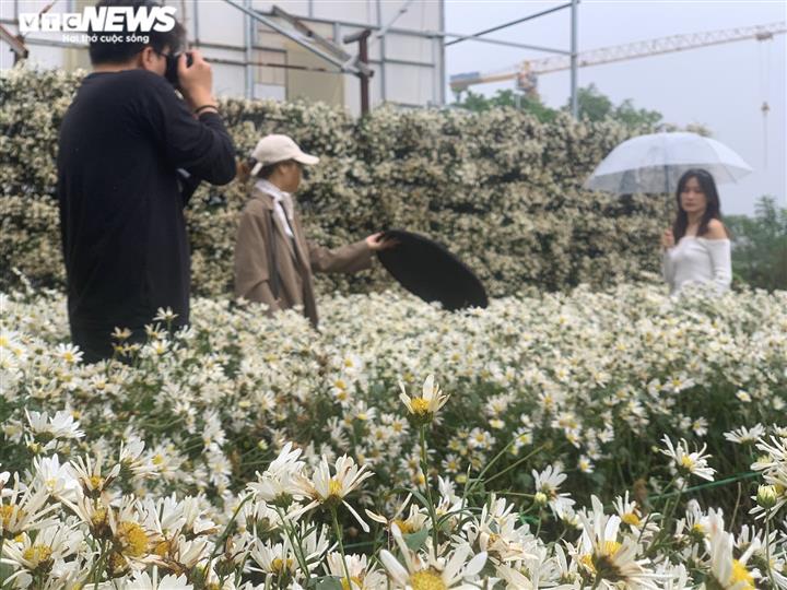 Đặc sản cúc họa mi nở rộ, các studio ảnh tất bật hốt bạc-1