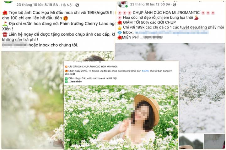 Đặc sản cúc họa mi nở rộ, các studio ảnh tất bật hốt bạc-2