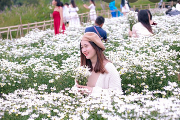 Cúc họa mi giá rẻ bất ngờ, dân buôn có ngày bán đến 500 bó-3