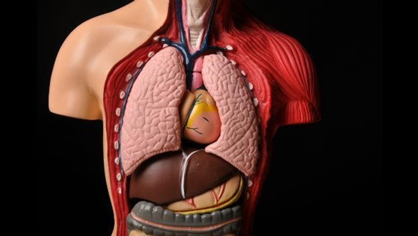 3 bí mật giúp nội tạng hồi sinh tự nhiên được giáo sư nổi tiếng Nhật Bản tiết lộ, ai làm được sẽ vừa giảm bệnh lại còn sống lâu trăm tuổi-1