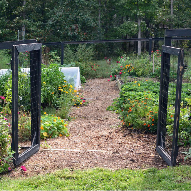 Nhờ mẹ chồng hỗ trợ, con dâu đã sở hữu được khu vườn với đủ loại rau xanh và quả ngọt-5