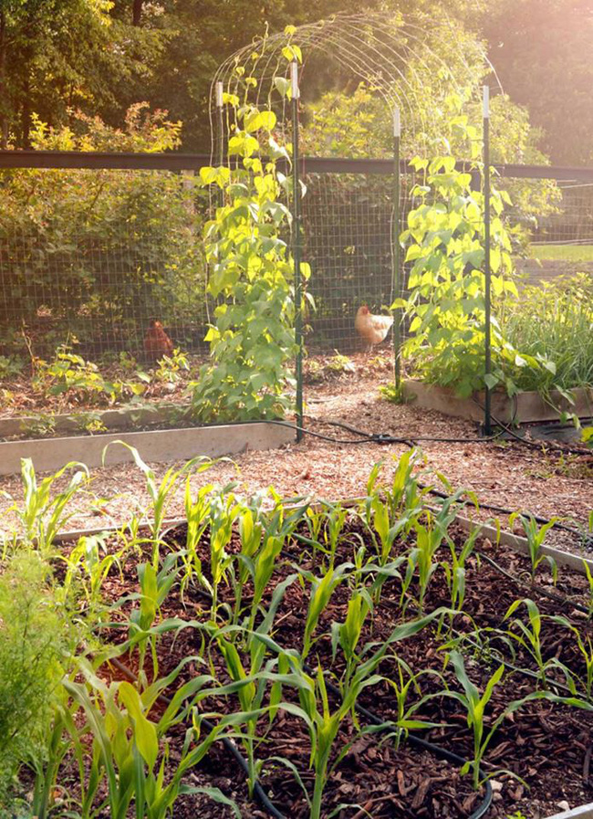 Nhờ mẹ chồng hỗ trợ, con dâu đã sở hữu được khu vườn với đủ loại rau xanh và quả ngọt-6