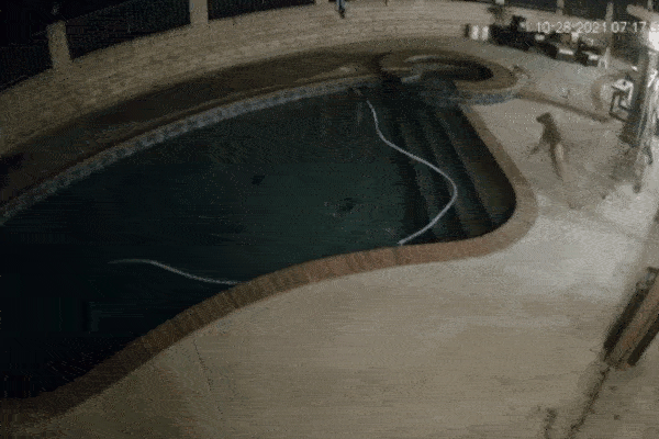 Clip: Hà mã con lấy thân mình làm mồi nhử, bảo vệ mẹ khỏi sư tử-1