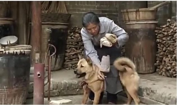 Chú chó điền viên trưa nào cũng mang cơm ra đồng cho ông chủ: Ngàn vàng không đổi được!-2