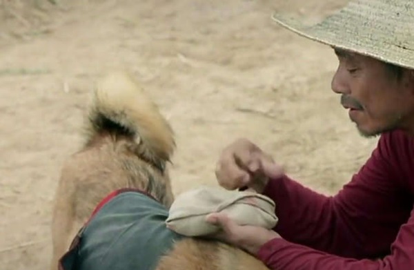 Chú chó điền viên trưa nào cũng mang cơm ra đồng cho ông chủ: Ngàn vàng không đổi được!-3