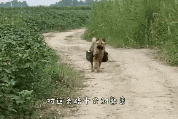 Ông nội nhặt 2 con chó ngoại” về nuôi, vài tháng sau cháu trai hoảng hồn báo cảnh sát-4