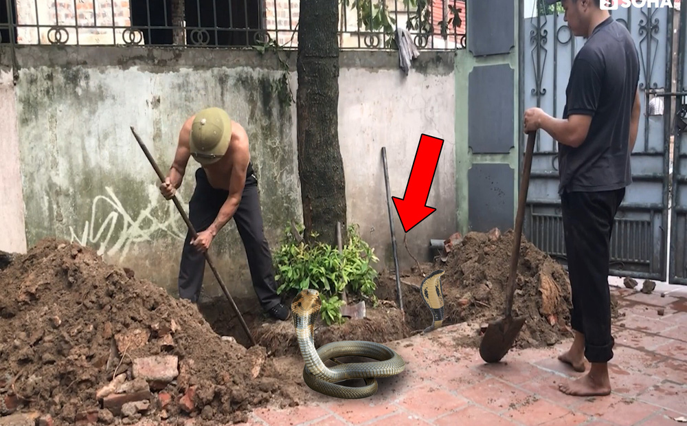 Đào gốc cây trước nhà, 2 người đàn ông giật mình trước hang ổ sinh vật chết người-1