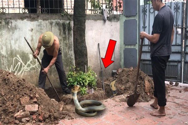 Bờ hồ Gươm bất ngờ xuất hiện loài sinh vật không ngờ tới, hỏi ra mới biết không ít người từng gặp chúng ở Hà Nội-2