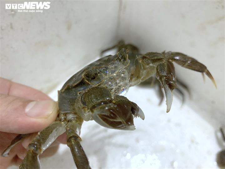 Bỏ gần triệu ăn cua lông Thượng Hải, gần như chắc chắn bị lừa-2