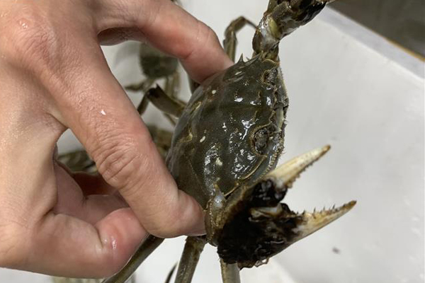 Thương lái ngưng mua cua biển ngon nhất miền Tây do Trung Quốc đóng cửa khẩu-2