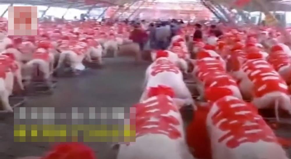 Về nhà chồng, cô dâu mang theo 288 con lợn khiến tất cả choáng nặng nhưng biết tổng giá trị thì ai nấy đều thèm-2