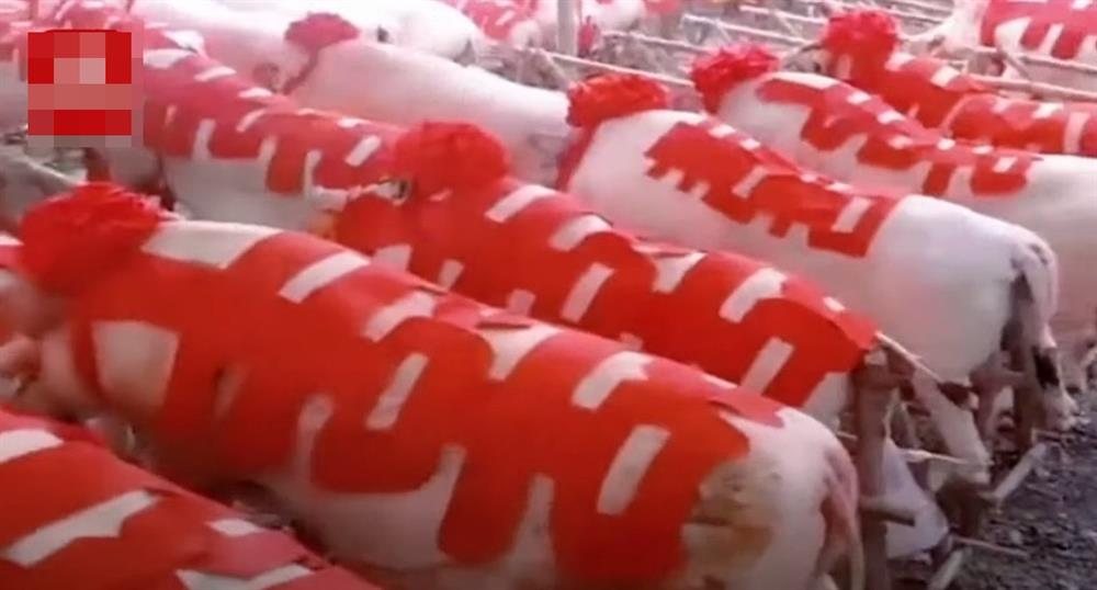 Về nhà chồng, cô dâu mang theo 288 con lợn khiến tất cả choáng nặng nhưng biết tổng giá trị thì ai nấy đều thèm-3