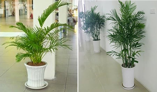 Người giàu chẳng bao giờ tiết lộ: Đặt 3 thứ này ở lối vào nhà, tiền bạc thi nhau kéo tới-1